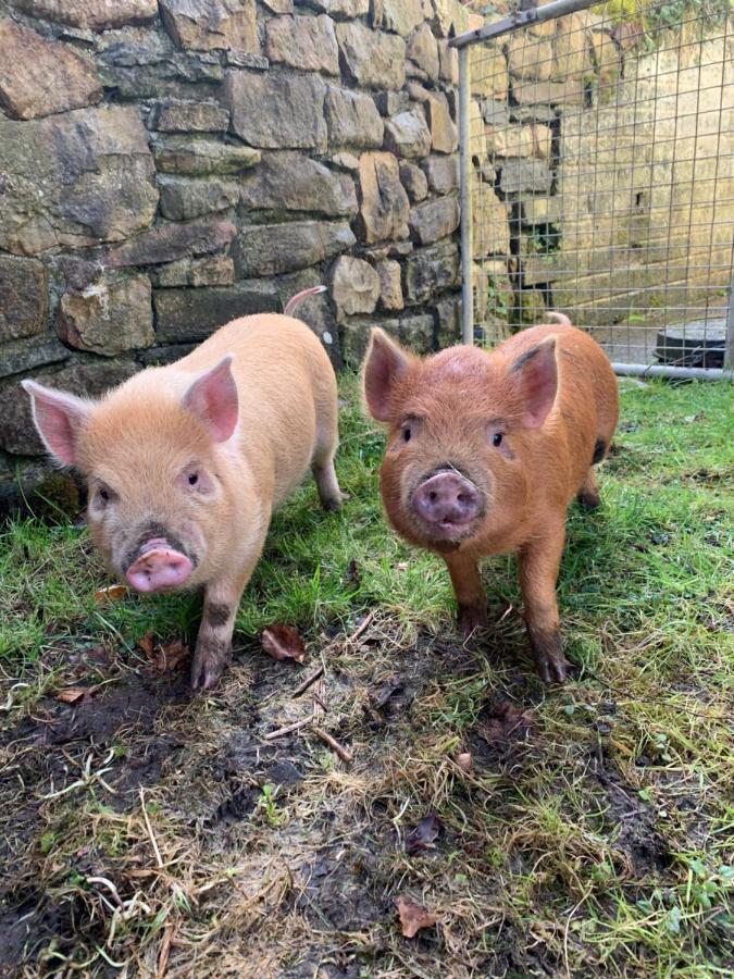 Cwtch Farm Bed & Breakfast Ystalyfera Eksteriør bilde